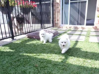 Pure breed Japanese Spitz puppies for sale 
