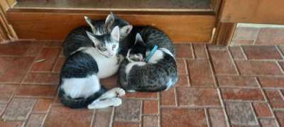 Kittens to Give Away FREE