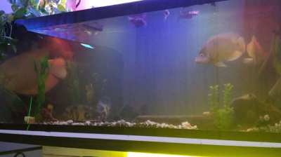 Free. Fish tanks and equipment, many fish for free 