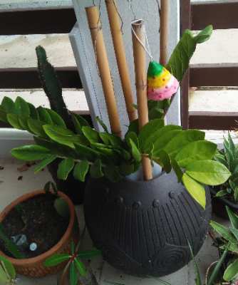 Plant + pot