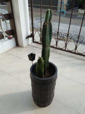 Cactus and its pot