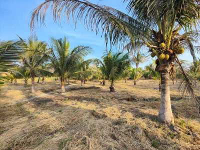 Hot! 5 Rai Coconut Plantation - Located Between Hua Hin and Pranburi