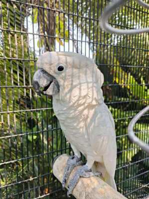 Umbrella cockatoo parrot