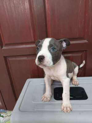 2 month-old male bully 
