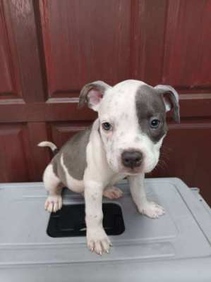 2 month-old male bully 