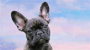 French bulldog puupies available