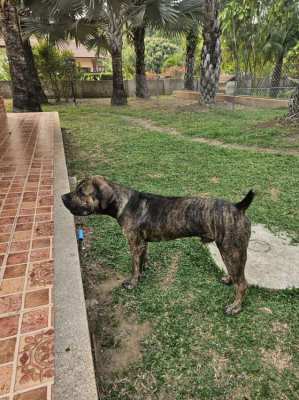 9 Month old Boerboel pups free to great home